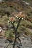 'Ikaria_2008' - '2008_landscapes' - 'IMG_2462'
